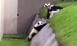 熊猫搞笑视频,萌化你的每一天