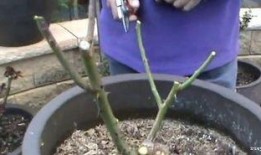 月季花修剪方法视频,视频教程详解