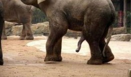 动物交配视频大全,交配瞬间大揭秘